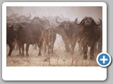 Water_Buffalo_in_Dust